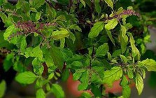 7 loại cây nên trồng ở ban công: "Hút" may mắn và vượng khí