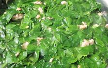 3 loại rau giàu protein bậc nhất