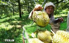Sầu riêng "nương danh" VinFast, hàng Việt chờ kỳ tích tại thị trường tỷ dân