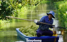 Sầu riêng 'tắc' mã vùng trồng, chủ tịch tỉnh thành phải chịu trách nhiệm