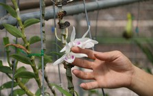 Những đại gia kinh doanh lan đột biến một thời ‘hô mưa gọi gió’ giờ ra sao?