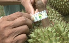 Triển khai chiến dịch "30 ngày đêm" gắn "số nhà" cho vườn trồng, gỡ nút thắt cho mặt hàng 4 tỷ USD