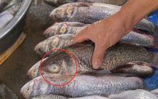 5 loại cá "rẻ như cho" cũng đừng ham, người bán hạ giá sâu có thể vì lý do này