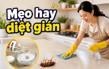 Đổ giấm trắng vào thứ này rồi lau 7 vị trí, người phụ nữ bất ngờ khi gián trong bếp ít dần