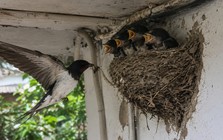 3 loài chim bay vào nhà làm tổ báo hiệu phong thủy rất tốt