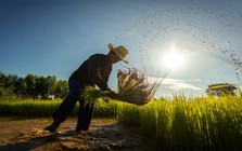 'Cơn ác mộng' mới của ngành gạo Thái Lan: 5,4 triệu tấn lúa có nguy cơ biến mất, thiệt hại gần 2 tỷ USD