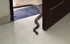 Rắn vào nhà: Tốt xấu chưa bàn, nhưng có 1 việc gia đình cần làm ngay