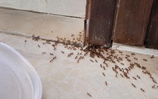 Kiến kéo cả đàn vào nhà báo điều gì?