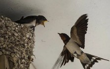 Chim làm tổ trong nhà là chuyện tốt hay xấu?