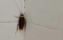 Hóa ra thứ khiến gián tránh xa lại nằm ngay trong căn bếp Việt: 4 mùi rất quen thuộc
