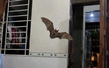 Dơi bay vào nhà báo điều gì?