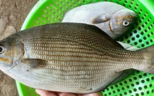 Loài cá có cái tên nghe "rùng rợn" nhưng thịt là nguồn dinh dưỡng cực kỳ quý giá