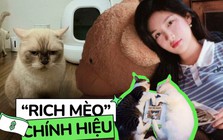 "Rich mèo" có máy đi vệ sinh tự động hơn 12 triệu, được thuê hẳn phòng trọ riêng: Tình trạng túi tiền của các "con sen"