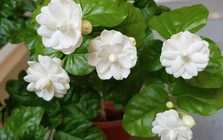 5 lý do vì sao nên trồng một khóm hoa nhài trước nhà