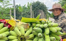Phú Xuyên: Chuối rớt giá, người trồng vất vả tìm đầu ra