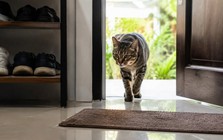 Mèo lạ vào nhà báo điều gì?