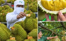 Không mở rộng diện tích sầu riêng; tập trung nâng cao năng suất, chất lượng