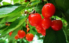 Cherry Nhật hơn 4 triệu đồng/trái được trồng cầu kỳ thế nào?