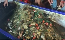 Đi bắt cá về ăn tối, người đàn ông kéo lên gần 200 kg thứ phủ kín thuyền: Chuyên gia chỉ ra điều đáng lo