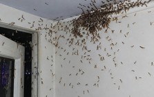 Mối cánh kéo cả đàn vào nhà báo điều gì?