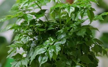 5 lý do nhiều người muốn trồng một cây hạnh phúc trong nhà