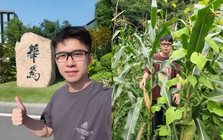 “Thiên tài Huawei” về quê bán ngô, lợi nhuận 1 ngày chỉ 38.000 đồng