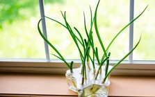 4 lý do vì sao nên trồng một chậu hành lá bên cửa sổ