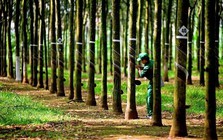 Cao su Tây Ninh (TRC) chính thức chốt ngày trả cổ phiếu thưởng “khủng” tỷ lệ 1:3
