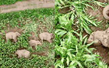 Đàn voi 7 con xâm chiếm ruộng ngô rồi lăn ra ngủ say sưa, cảnh tượng khiến chuyên gia 11 năm kinh nghiệm cũng phải kinh ngạc