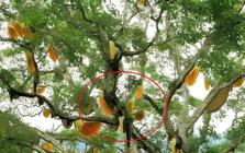 Nhìn lên cây sung cổ thụ, người dân sửng sốt chứng kiến cảnh tượng "nổi da gà"