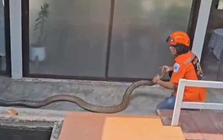 Đang ngồi trong nhà, người dân phát hiện cảnh tượng "nổi da gà" ngoài sân