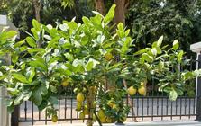 5 lý do nhất định phải trồng một cây chanh trong nhà