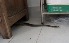 5 nơi trong nhà rắn dễ ẩn náu