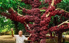 Cận cảnh cây đỏ trăm tuổi ở Đắk Lắk được công nhận là cây di sản Việt Nam