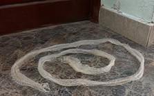 Thấy da rắn lột trong nhà nên làm gì đầu tiên?
