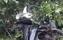 Cây xanh gãy đổ, đè tử vong nam thanh niên đi xe máy ở Đắk Lắk