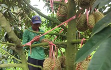 Tỉnh Đắk Lắk mở rộng vùng trồng sầu riêng đạt chuẩn xuất khẩu chính ngạch sang Trung Quốc