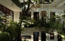 10 loại cây hút ẩm cực đỉnh: Hãy trồng ngay trong nhà vào mùa mưa này
