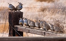 Bất ngờ với loài vật mới được con người thuần hóa gần đây nhất: cỗ máy đẻ trứng mang bản năng hoang dã