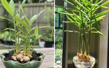 5 lý do vì sao gia đình nào cũng nên trồng một chậu gừng trong nhà