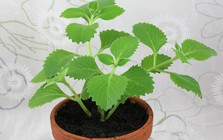 4 lý do vì sao nên trồng một bụi húng chanh gần bếp