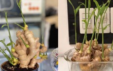 Gừng được nhiều người trồng trong nhà vì lý do này