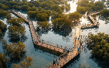 Tỷ phú Phạm Nhật Vượng đang cho xây "siêu" đô thị biển 18 tỷ USD lớn nhất Việt Nam, nơi quy hoạch công viên câu cá rừng ngập mặn 800 ha, rộng gấp 45 lần sân Mỹ Đình