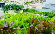 4 loại rau dễ trồng nhất tháng 8 này