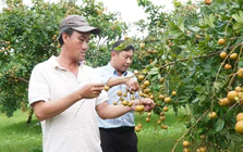 Loại nhãn có vị mặn được thương lái lùng mua tận gốc