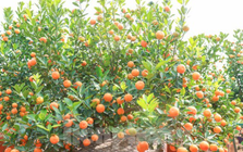 Lời khuyên cho các gia đình đang trồng cây quất