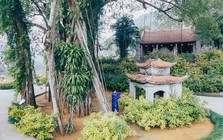 Phát hiện cây đa hơn 1.000 năm tuổi "biết đi" ở Việt Nam: 3 lần đổi vị trí, mỗi bước tới 15m