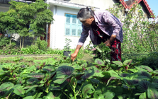 Tôi nhờ mẹ chồng lên ở cùng và hứa gửi bà 6 triệu/tháng nhưng bà nói một câu khiến dự định tan tành
