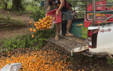 Không phải sầu riêng, Thái Lan bất ngờ gặp khó với loại quả Việt Nam trồng rất nhiều: Giá chỉ 4.000 đồng/kg, người dân để mặc thối rữa tại ruộng