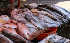 Mỹ đánh giá 6 loại cá "ngậm" nhiều thủy ngân bậc nhất